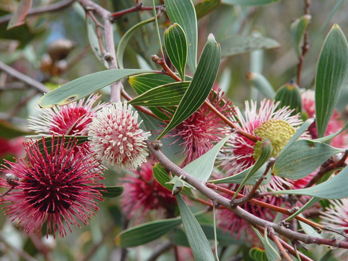 Hakea – The Native Shop