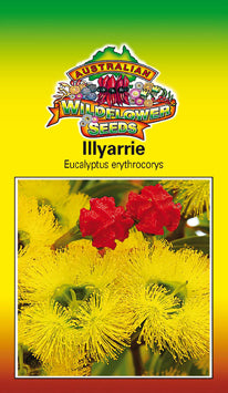 Eucalyptus erythrocorys - Illyarrie (SEEDS)