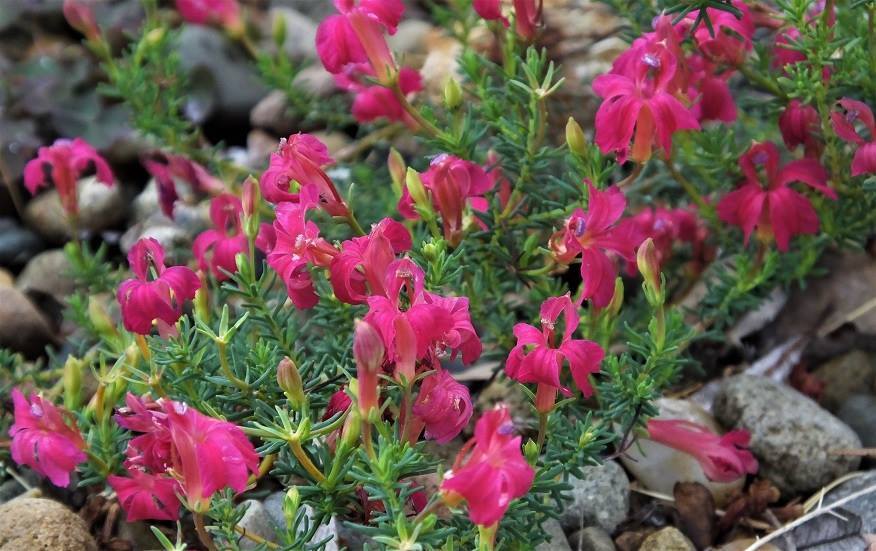 Lechenaultia formosa Lola – The Native Shop