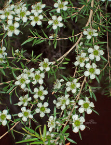 Leptospermum petersonii  TUBESTOCK