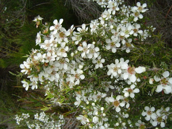Leptospermum myrsinoides 'Silky Tea-Tree'  TUBESTOCK