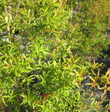Leptospermum petersonii  TUBESTOCK