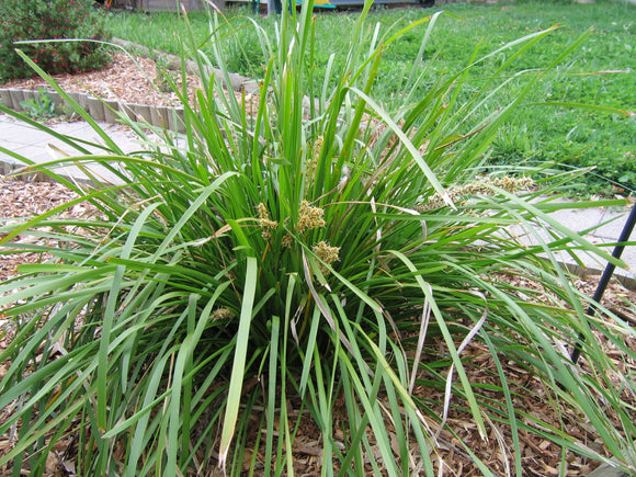 Lomandra longifolia 'Mat Rush' TUBESTOCK