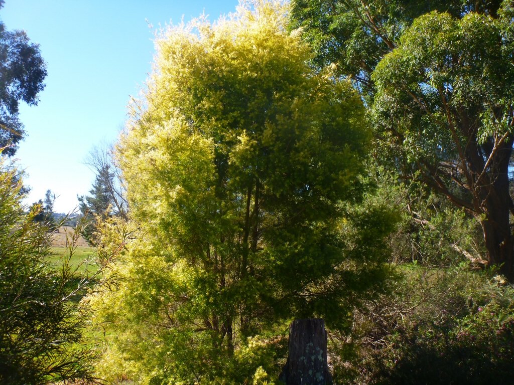 Melaleuca bracteata Revolution Gold – The Native Shop