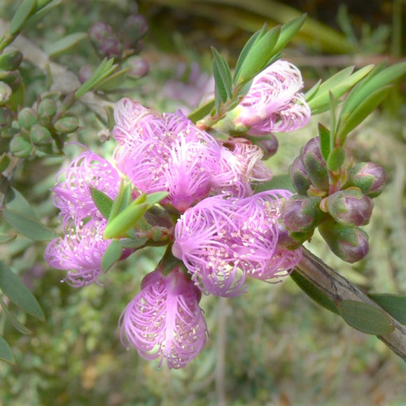 Melaleuca thymifolia 'Honey Myrtle' TUBESTOCK