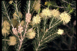 Melaleuca ericifolia TUBESTOCK