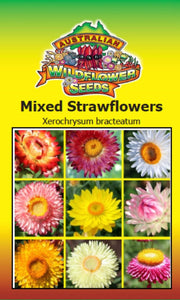 Xerochrysum bracteatum - Mixed Strawflowers (SEEDS)