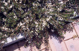 Myoporum parvifolium purpurea broad leaf TUBESTOCK