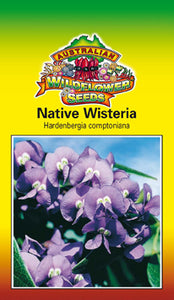 Hardenbergia comptoniana - Native Wisteria (SEEDS)
