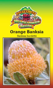 Banksia burdettii- Orange Banksia (SEEDS)