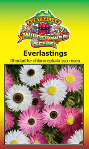 Rhodanthe chlorocephala ssp rosea - Everlastings (SEEDS)