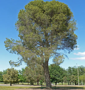 Pinus halepensis 'Aleppo Pine' TUBESTOCK - Non Native