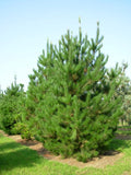 Pinus radiata  TUBESTOCK - Non Native