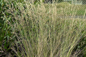 Poa poiformis 'Coast Tussock Grass'  TUBESTOCK