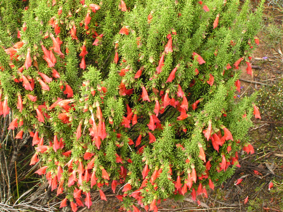 Prostanthera aspalathoides red 'Scarlet Mint Bush'  TUBESTOCK