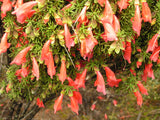 Prostanthera aspalathoides red 'Scarlet Mint Bush'  TUBESTOCK