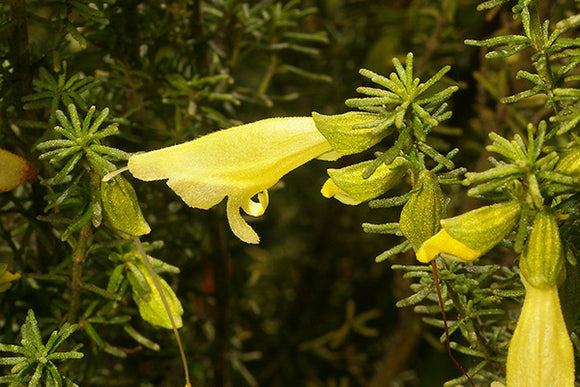Prostanthera aspalathoides yellow TUBESTOCK