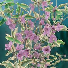 Prostanthera ovalifolia variegata  tubestock