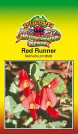 Kennedia prostrata - Red Runner (SEEDS)