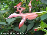 Salvia gesneriiflora 'Coral Delight' Tubestock