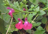Salvia greggii 'Sandra V' Tubestock