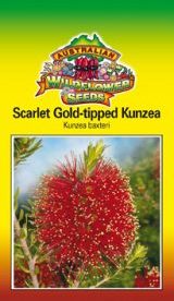 Kunzea baxteri - Scarlet Gold-tipped Kunzea (SEEDS)