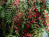 Peppercorn Tree - Schinus molle TUBESTOCK -  Non Native