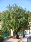 Peppercorn Tree - Schinus molle TUBESTOCK -  Non Native