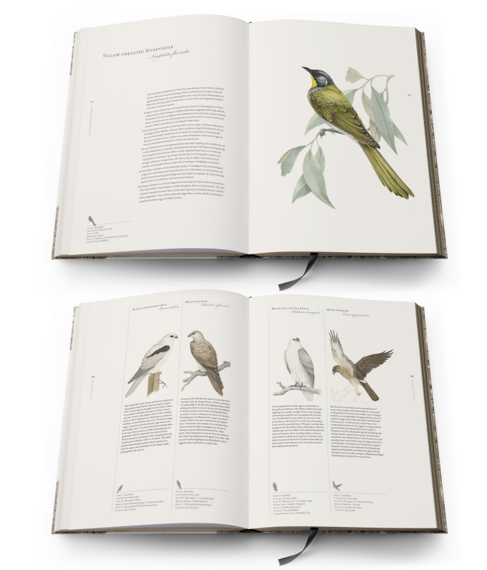 Birds of Tasmania - Susan Lester – The Native Shop
