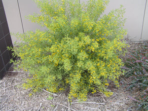 Senna artemesoides 'Desert Cassia' TUBESTOCK
