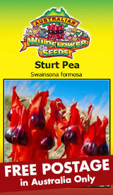 Swainsona formosa - Sturt Pea (SEEDS)