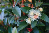 Syzygium australe Hinterland Gold Tubestock