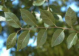 Ulmus parvifolia - Chinese Elm 70mm SUPERTUBE - Non Native