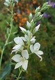 Veronica perfoliata alba Tubestock