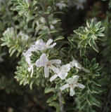 Westringia fruticosa 'Smokie'  Tubestock
