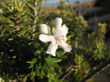 Westringia fruticosa  TUBESTOCK