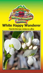 Hardenbergia violacea alba - White Happy Wanderer (SEEDS)