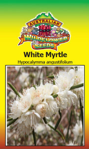 Hypocalymma augustifolium - White Myrtle (SEEDS)