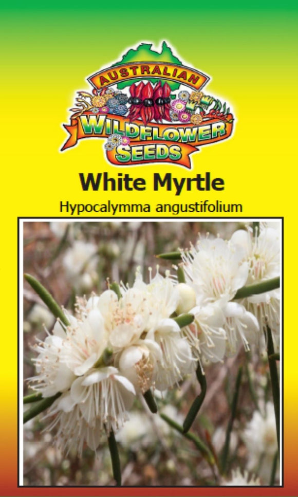 Hypocalymma augustifolium - White Myrtle (SEEDS)