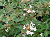Abelia x grandiflora nana Dwarf