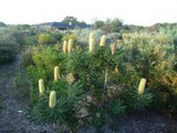 Banksia Grandis Tubestock