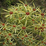 Leucadendron salignum 'Bright Eyes' 70mm SUPERTUBES