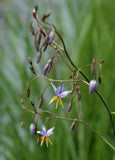 Dianella longifolia TUBESTOCK