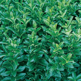 Euonymus japonicus 'Easy Hedge' Tubestock - Non Native