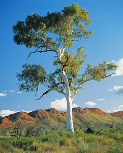 Eucalyptus papuana TUBESTOCK