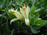 Eremophila maculata ‘Winter Gold’ TUBESTOCK