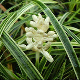 Ophiopogon intermedians Alba variegated (Stripey White) Tubestock- Non Native