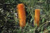 Banksia ericifolia TUBESTOCK