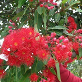 Corymbia ficifolia 'Red flowering gum' Tubestock