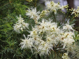 Melaleuca linariifolia ‘Seafoam’  TUBESTOCK